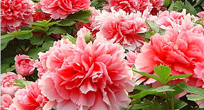 ���ĵ��һ���Ρ����l(xi��ng)���l(f��)��